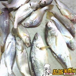 黄姑鱼